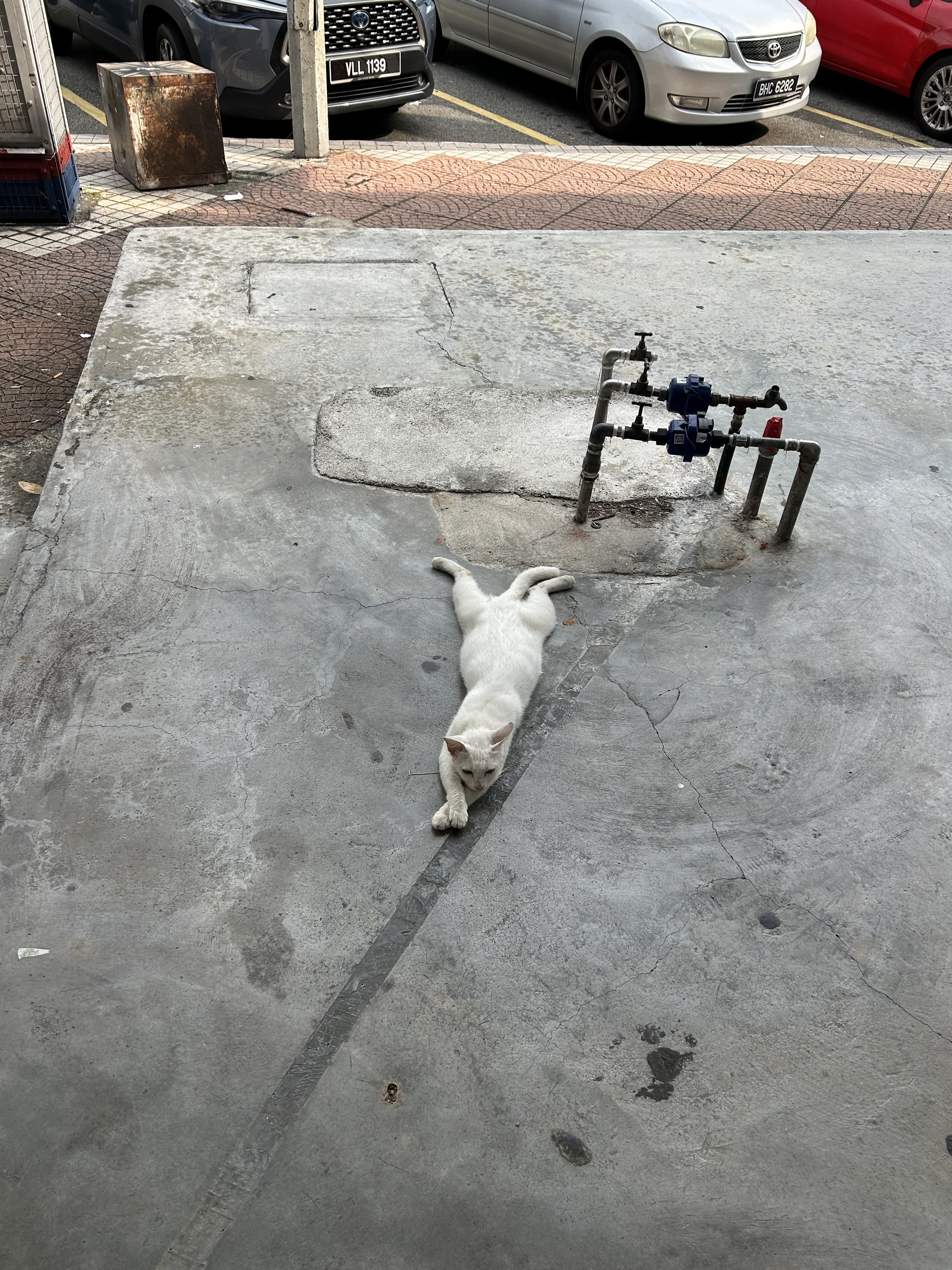 Cat vibing in the KL heat